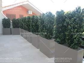 Dove vases + osmanthus fence terrace Roma passionecreativa